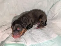 red & Rust boy, a female Doberman Pinscher for sale in Shepherd, TX – 1 of 3