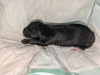 Melanistics Half European litter, a female Doberman Pinscher for sale in Shepherd, TX – 7 of 10