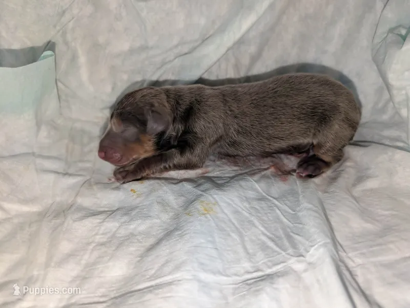 Fawn & rust girl – Doberman Pinscher puppy for sale in Shepherd, TX