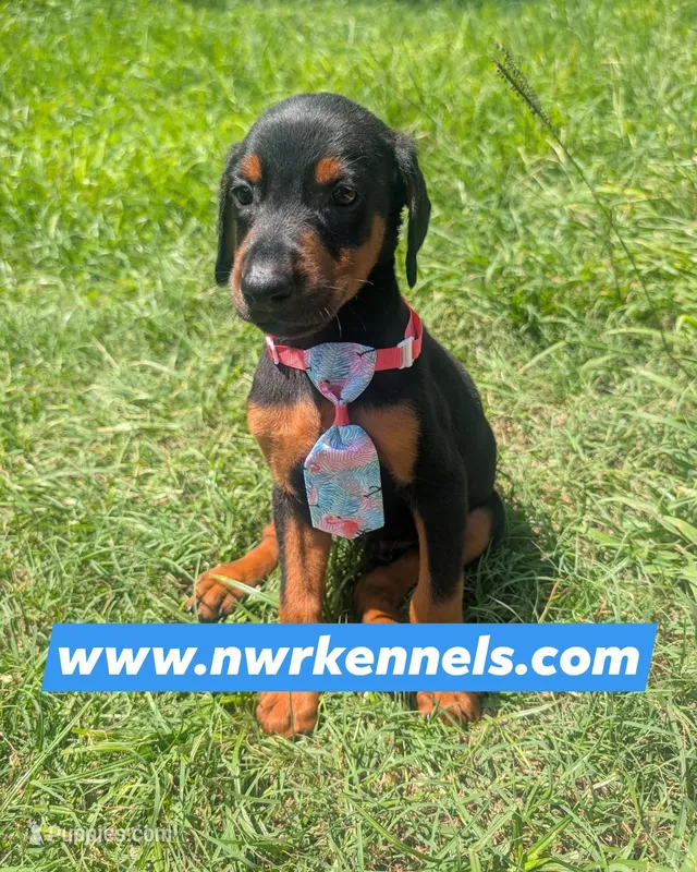 nwrkennels.com – Doberman Pinscher puppy on hold in Shepherd, TX