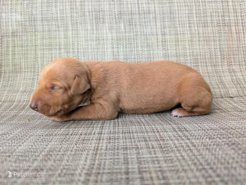 nwrkennels.com – Doberman Pinscher puppy for sale in Shepherd, TX
