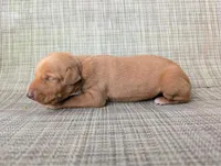 nwrkennels.com, a male Doberman Pinscher for sale in Shepherd, TX – 1 of 1