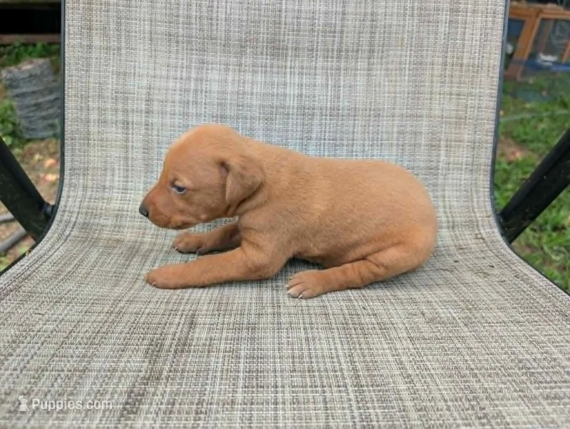 nwrkennels.com – Doberman Pinscher puppy for sale in Shepherd, TX