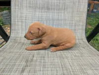 nwrkennels.com, a male Doberman Pinscher for sale in Shepherd, TX – 1 of 2