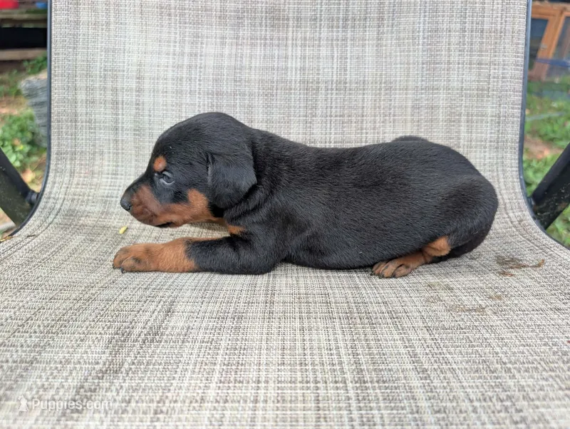 nwrkennels.com – Doberman Pinscher puppy for sale in Shepherd, TX