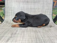 nwrkennels.com, a male Doberman Pinscher for sale in Shepherd, TX – 1 of 2
