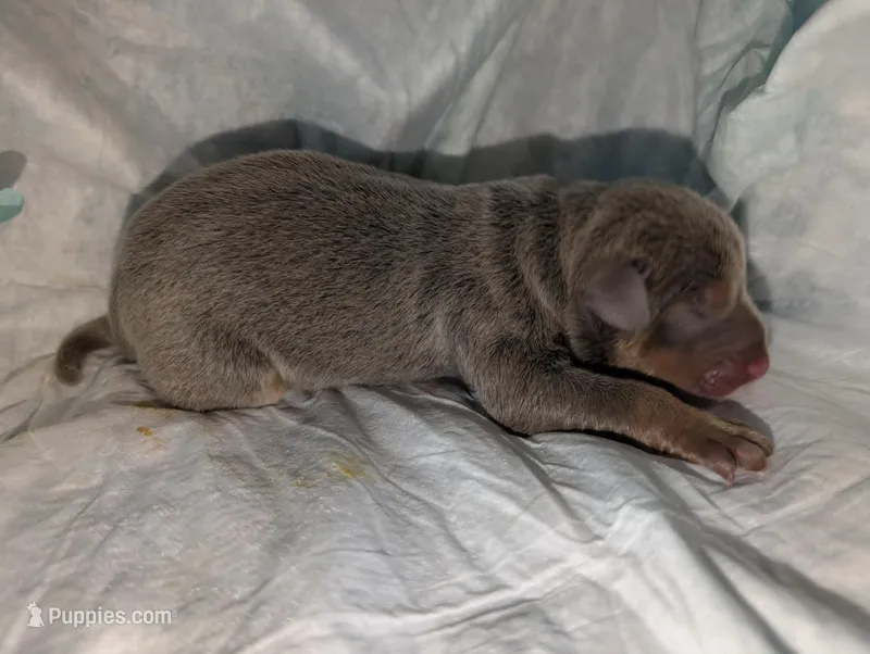 Fawn & Rust boy – Doberman Pinscher puppy for sale in Shepherd, TX