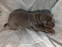 Fawn & Rust boy, a male Doberman Pinscher for sale in Shepherd, TX – 1 of 3