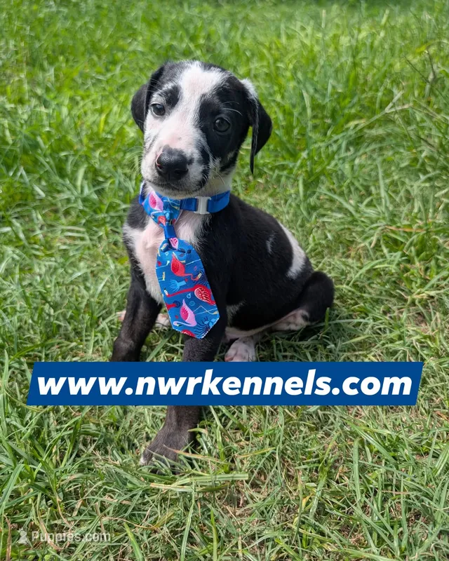 nwrkennels.com – Doberman Pinscher puppy for sale in Shepherd, TX