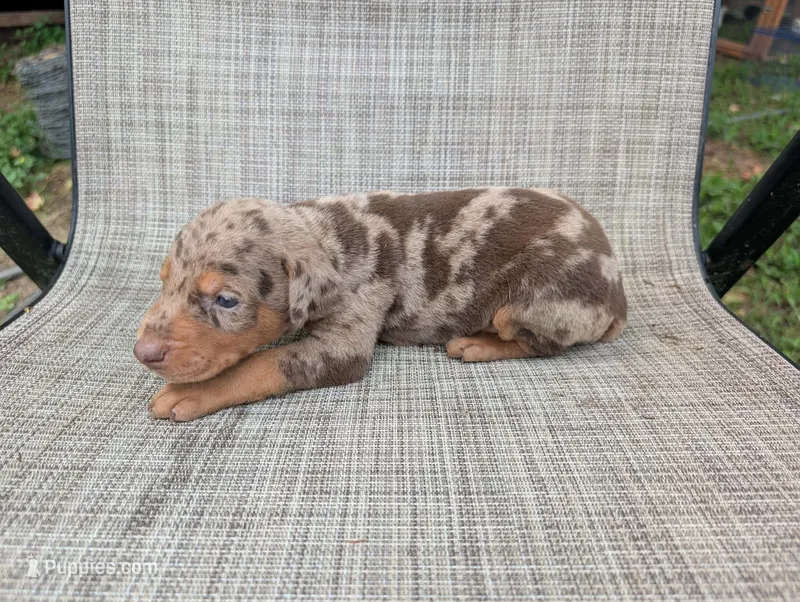 nwrkennels.com – Doberman Pinscher puppy on hold in Shepherd, TX