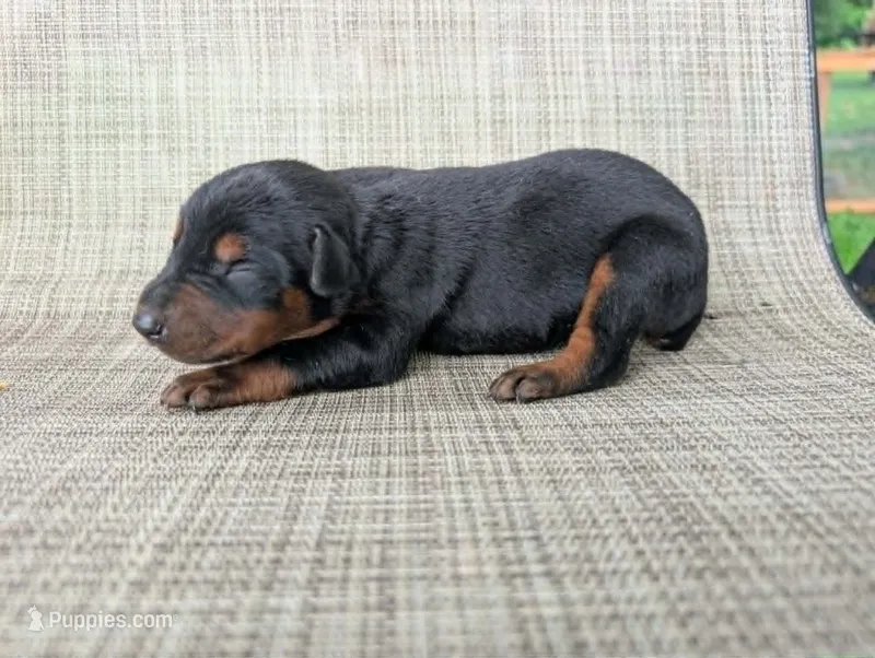 nwrkennels.com – Doberman Pinscher puppy for sale in Shepherd, TX