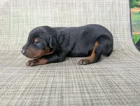 nwrkennels.com, a male Doberman Pinscher for sale in Shepherd, TX – 1 of 1