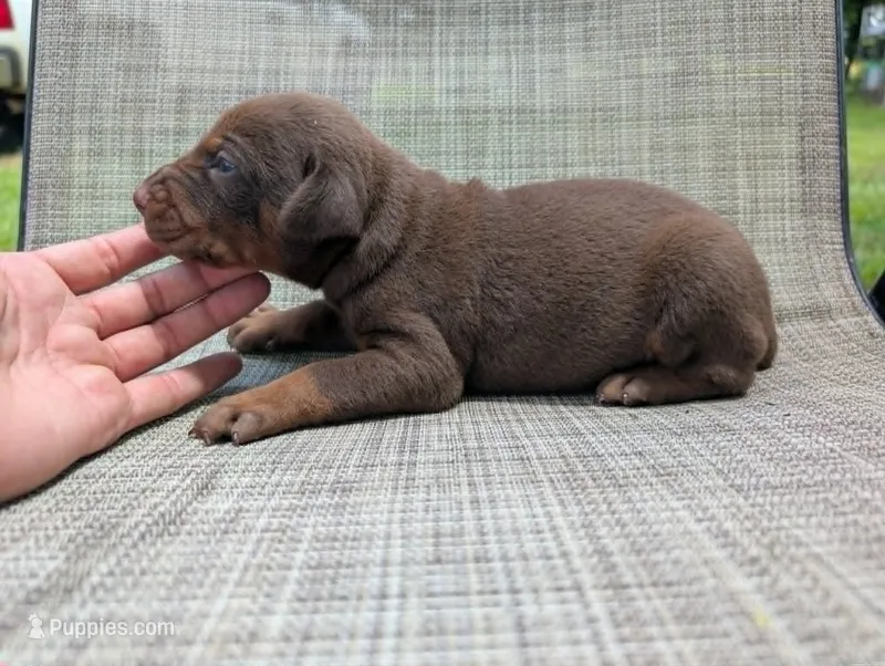 nwrkennels.com – Doberman Pinscher puppy for sale in Shepherd, TX