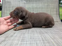 nwrkennels.com, a male Doberman Pinscher for sale in Shepherd, TX – 1 of 1