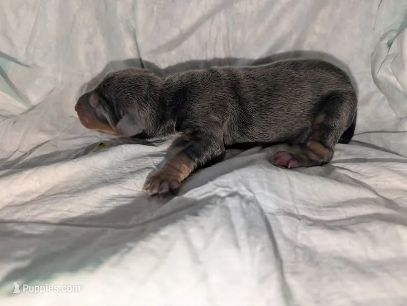 blue & Rust girl – Doberman Pinscher puppy for sale in Shepherd, TX