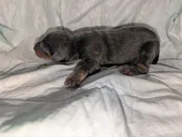 blue & Rust girl, a female Doberman Pinscher for sale in Shepherd, TX – 1 of 3