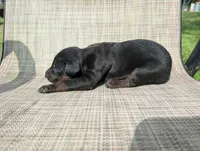 nwrkennels.com, a male Doberman Pinscher for sale in Shepherd, TX – 1 of 1