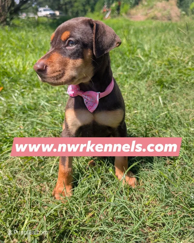 nwrkennels.com – Doberman Pinscher puppy for sale in Shepherd, TX