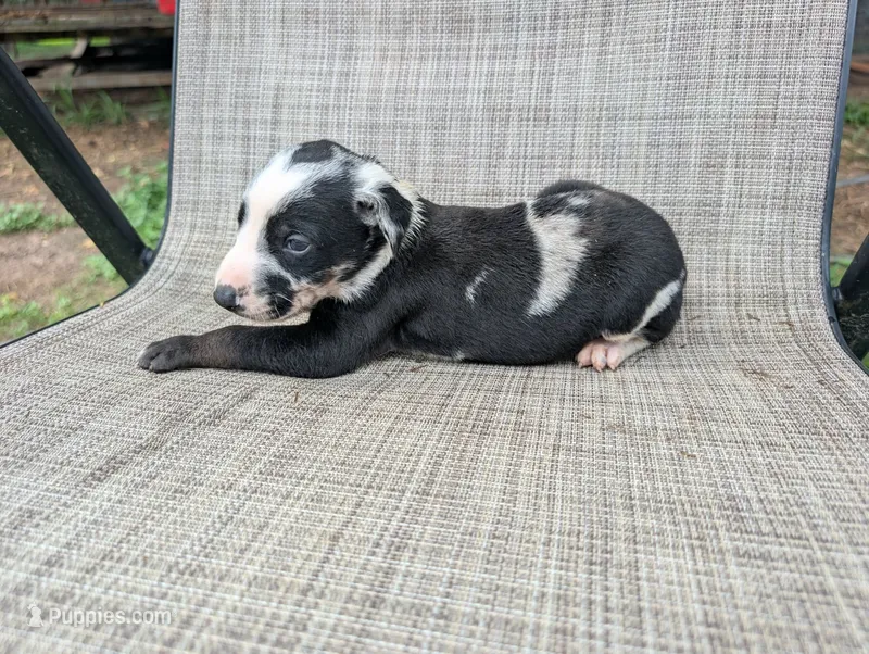 nwrkennels.com – Doberman Pinscher puppy on hold in Shepherd, TX