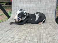 nwrkennels.com, a male Doberman Pinscher for sale in Shepherd, TX – 1 of 2