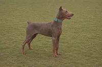 Melanistic Red boy, a female Doberman Pinscher for sale in Shepherd, TX – 2 of 3