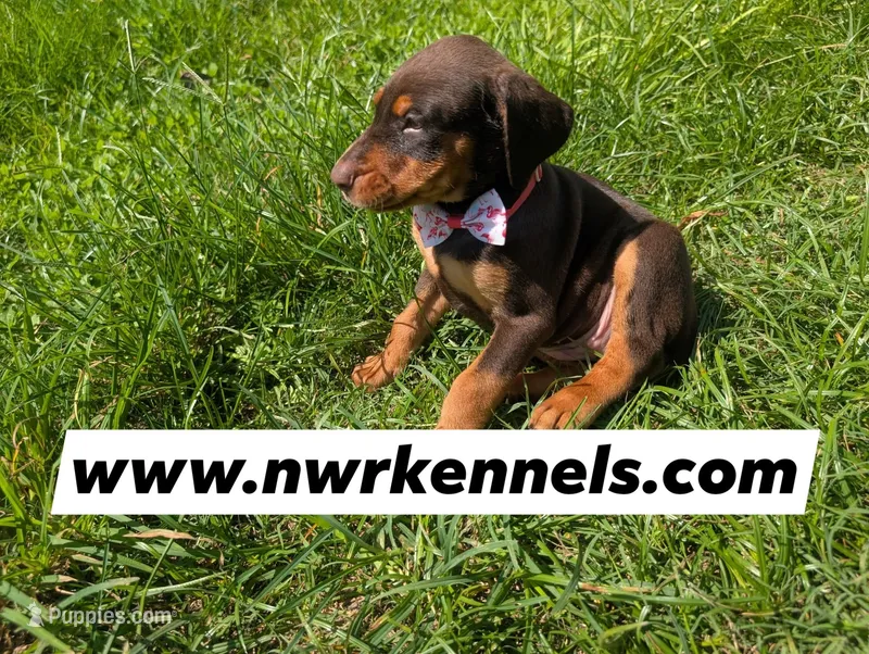 nwrkennels.com – Doberman Pinscher puppy for sale in Shepherd, TX