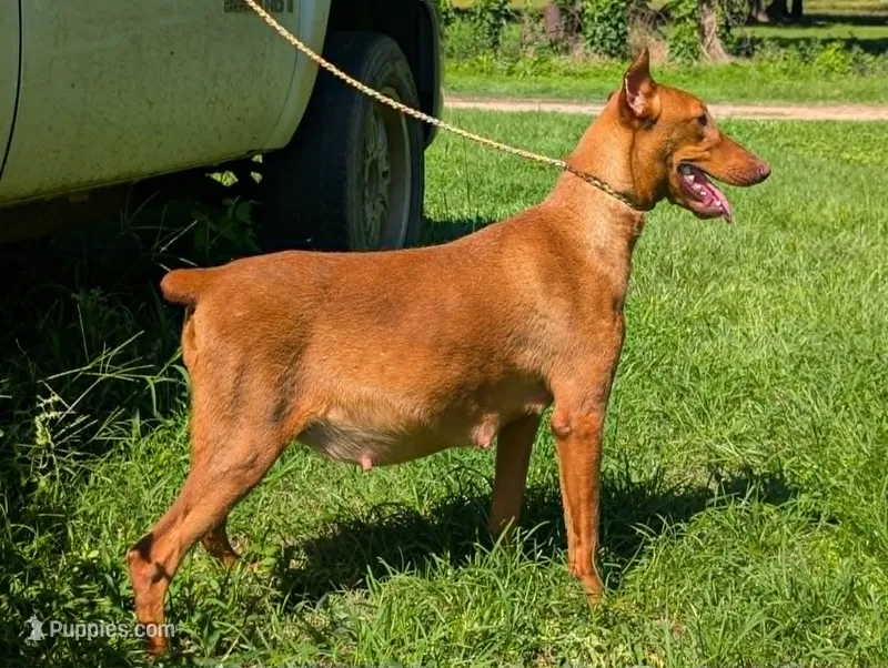 Melanistics Half European litter – Doberman Pinscher puppy for sale in Shepherd, TX