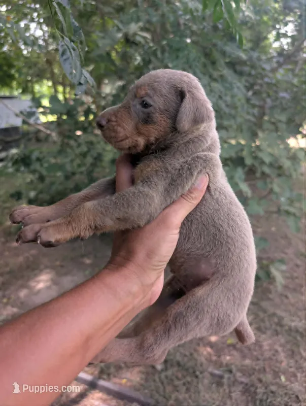 Fawn & Rust boy – Doberman Pinscher puppy for sale in Shepherd, TX