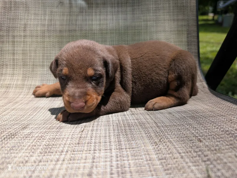 nwrkennels.com – Doberman Pinscher puppy for sale in Shepherd, TX