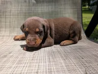nwrkennels.com, a male Doberman Pinscher for sale in Shepherd, TX – 1 of 1