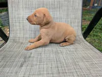 nwrkennels.com, a male Doberman Pinscher for sale in Shepherd, TX – 1 of 2