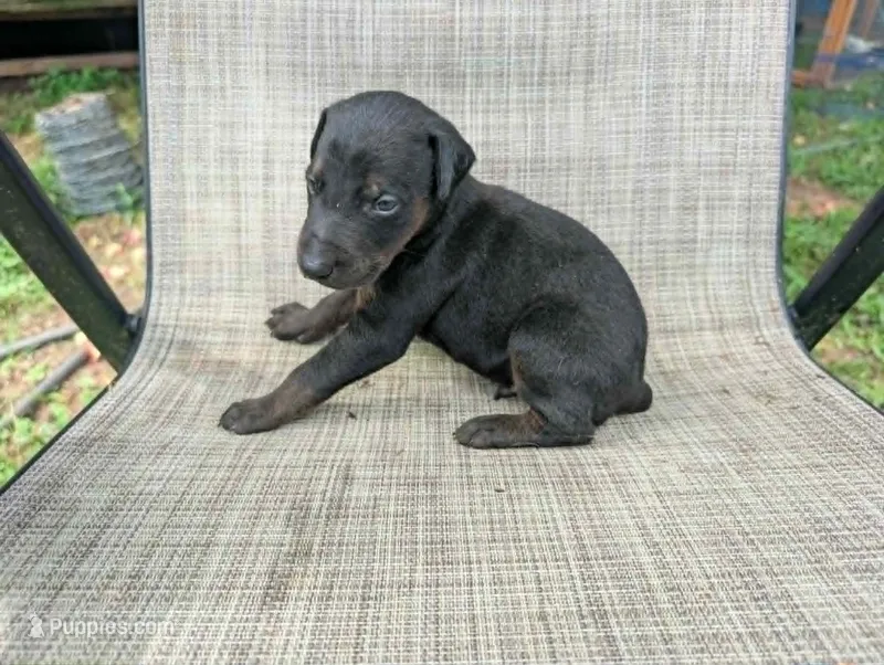 nwrkennels.com – Doberman Pinscher puppy on hold in Shepherd, TX