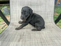 nwrkennels.com, a male Doberman Pinscher for sale in Shepherd, TX – 1 of 2