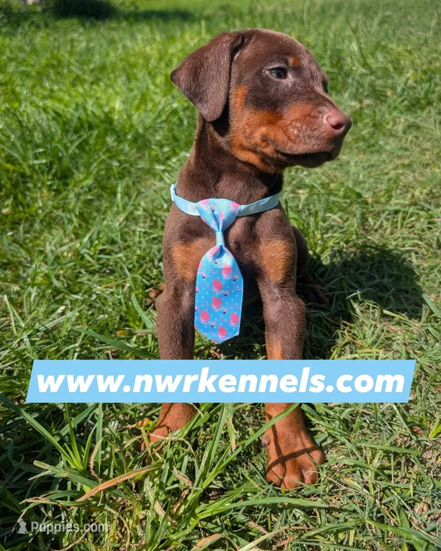 nwrkennels.com – Doberman Pinscher puppy for sale in Shepherd, TX