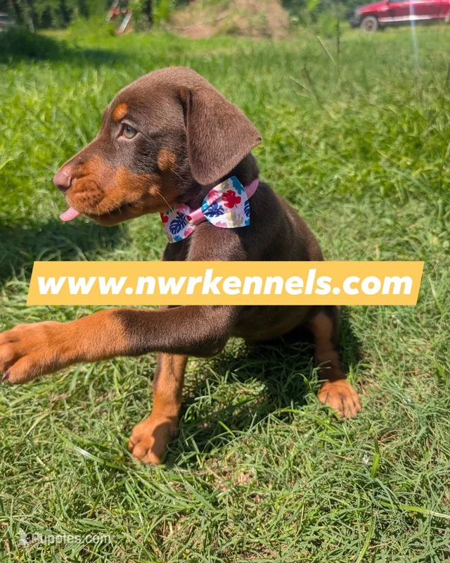 nwrkennels.com – Doberman Pinscher puppy for sale in Shepherd, TX