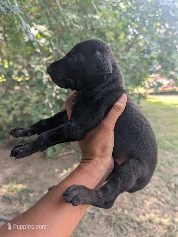 Melanistic Black Girl – Doberman Pinscher puppy for sale in Shepherd, TX