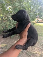 Melanistic Black Girl, a female Doberman Pinscher for sale in Shepherd, TX – 1 of 4