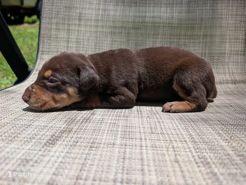 nwrkennels.com – Doberman Pinscher puppy for sale in Shepherd, TX