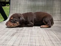 nwrkennels.com, a male Doberman Pinscher for sale in Shepherd, TX – 1 of 1