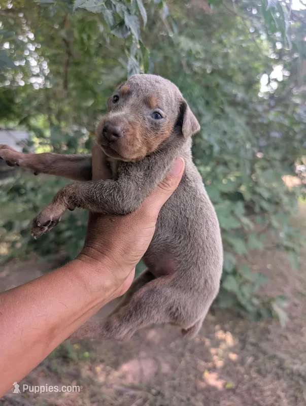 Fawn & rust girl – Doberman Pinscher puppy for sale in Shepherd, TX