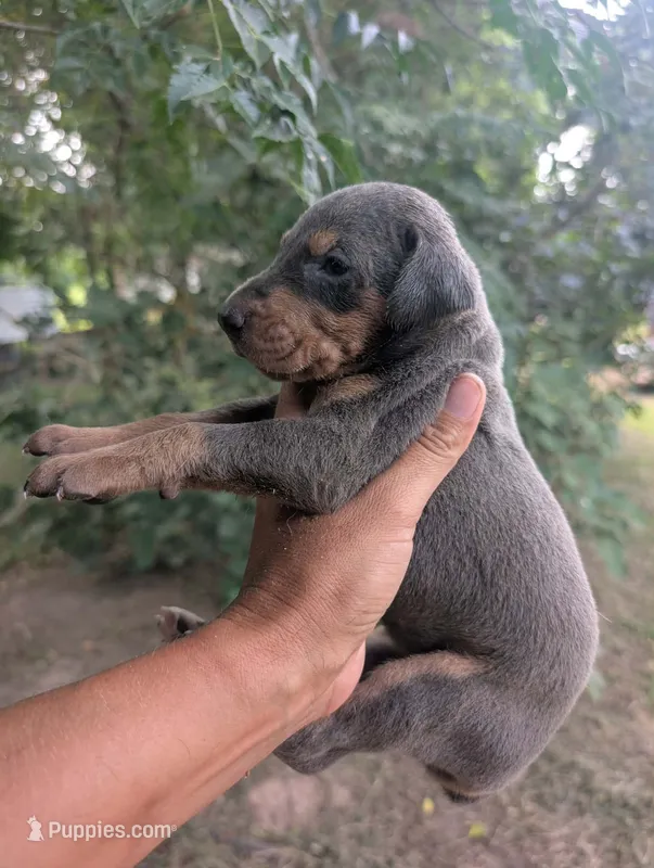 blue & Rust girl – Doberman Pinscher puppy for sale in Shepherd, TX