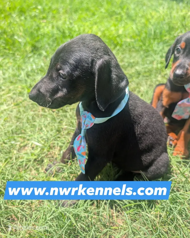 nwrkennels.com – Doberman Pinscher puppy on hold in Shepherd, TX