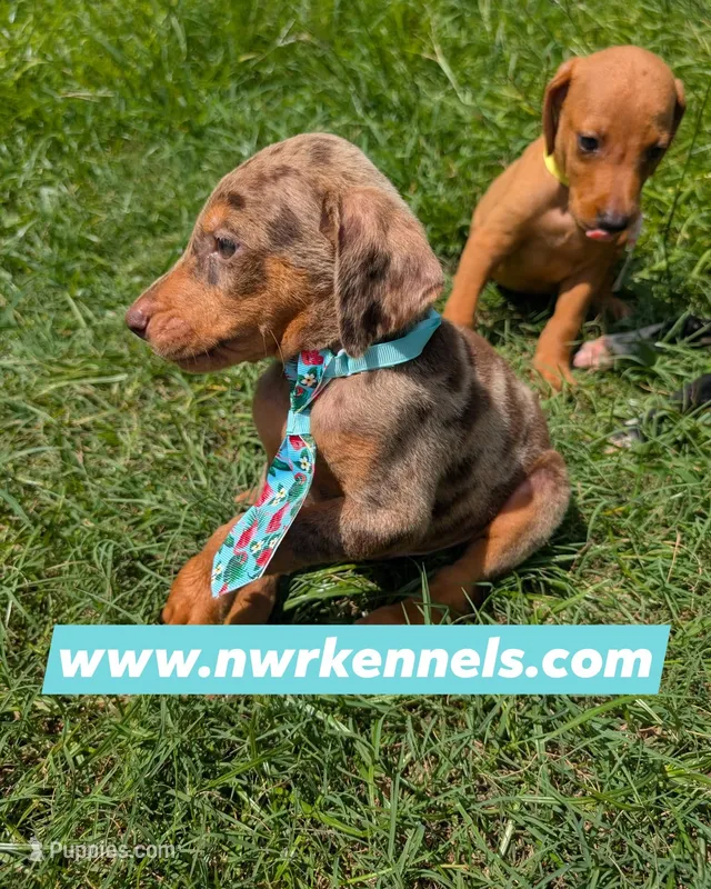 nwrkennels.com – Doberman Pinscher puppy on hold in Shepherd, TX