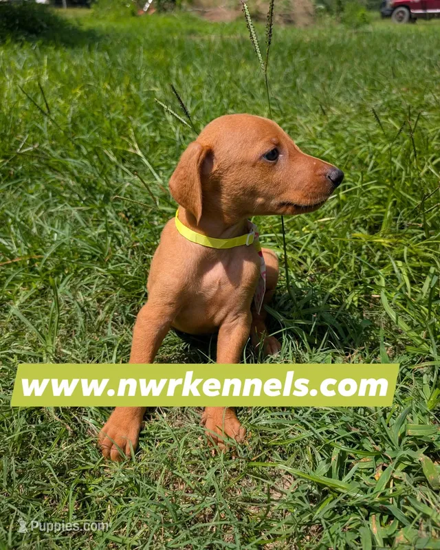nwrkennels.com – Doberman Pinscher puppy for sale in Shepherd, TX
