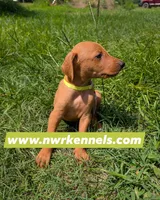 nwrkennels.com, a male Doberman Pinscher for sale in Shepherd, TX – 1 of 3