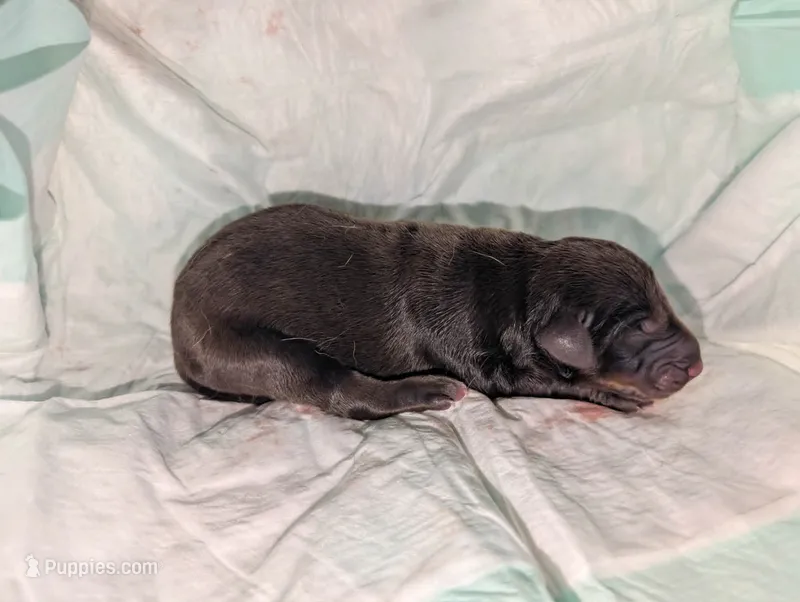 Melanistic Red boy – Doberman Pinscher puppy for sale in Shepherd, TX