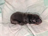Melanistic Red boy, a female Doberman Pinscher for sale in Shepherd, TX – 1 of 3
