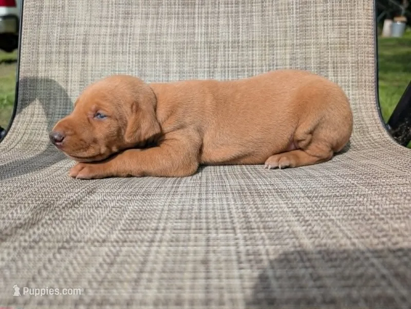 nwrkennels.com – Doberman Pinscher puppy on hold in Shepherd, TX