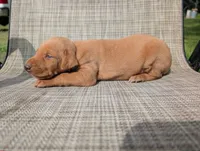 nwrkennels.com, a male Doberman Pinscher for sale in Shepherd, TX – 1 of 1