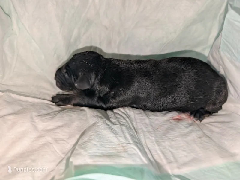 Melanistic Black Girl – Doberman Pinscher puppy for sale in Shepherd, TX